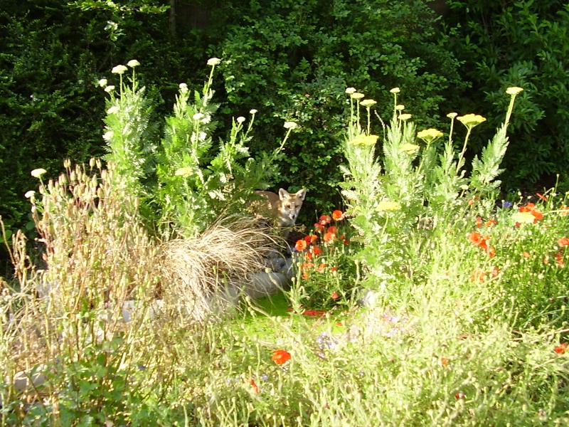 Fox cub by pond