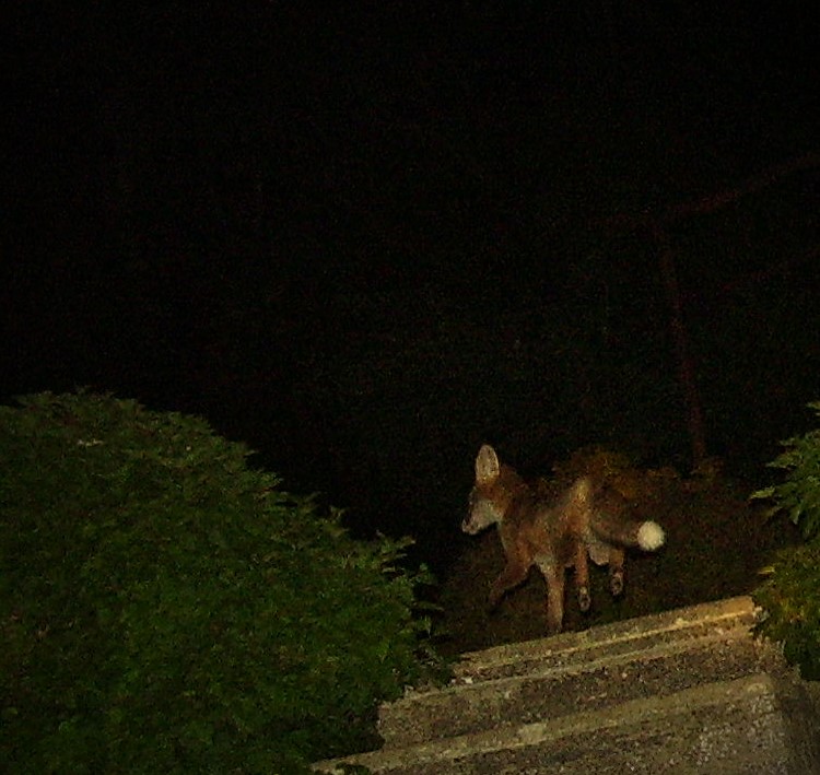 cub running