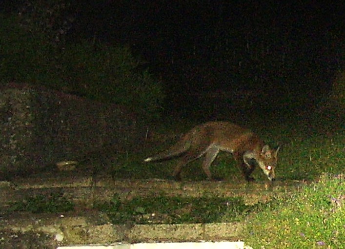 cub at night