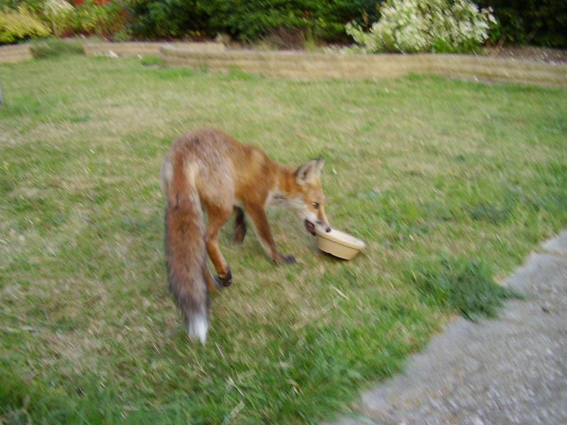 Fox cub stealing the food bowl