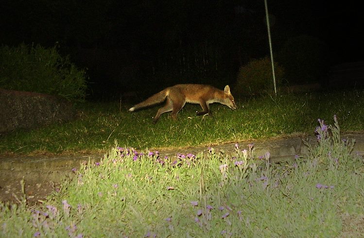 Cub trot