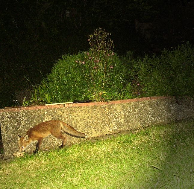 Cub at bowl