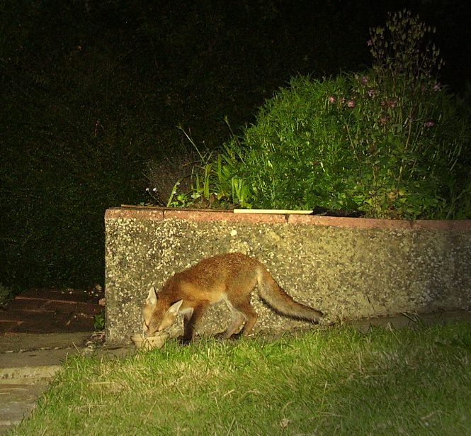 Cub tucking in