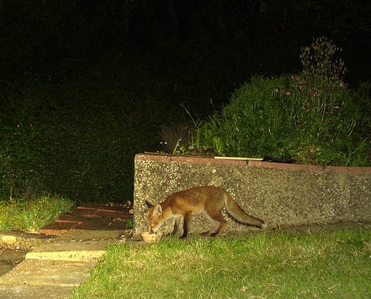 Cub at bowl 2