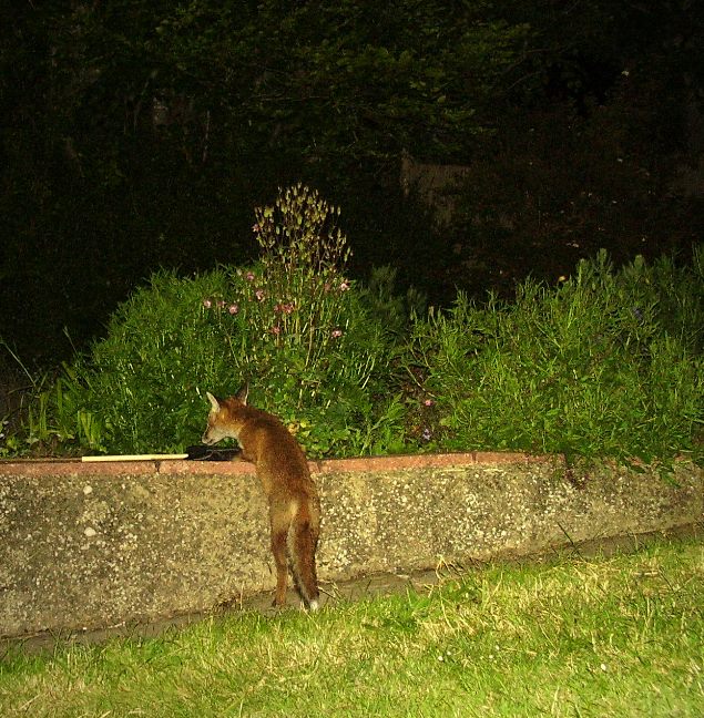 Cub investigates