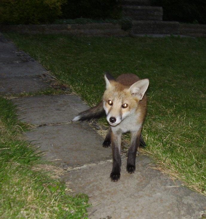 Fox cub