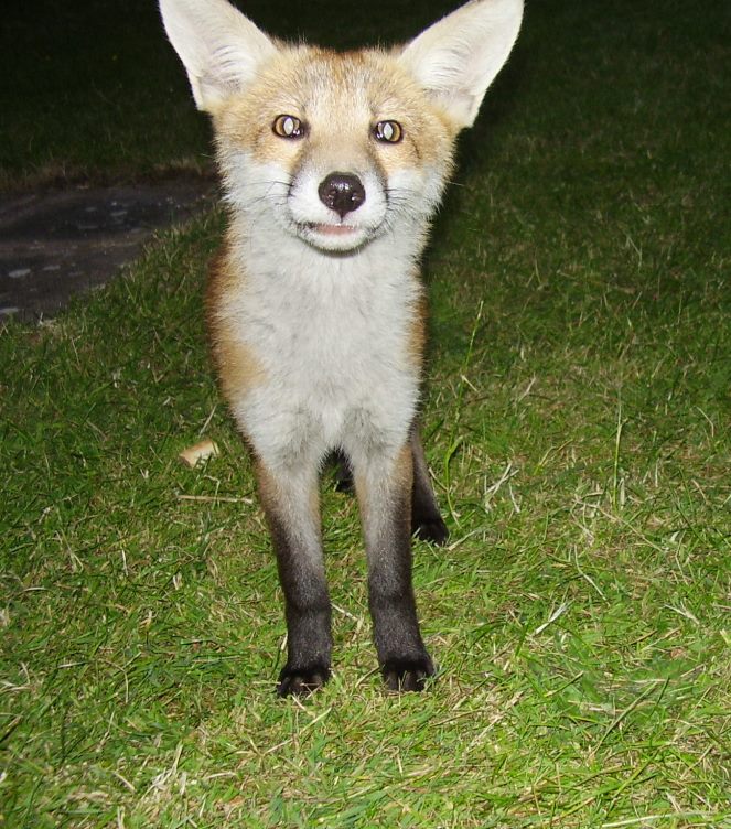 Fox cub close up