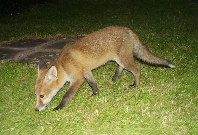 Fox cub stroll