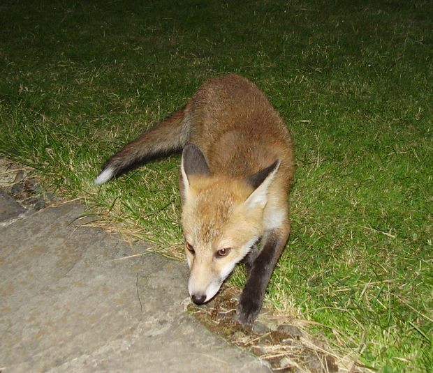 Fox Cub