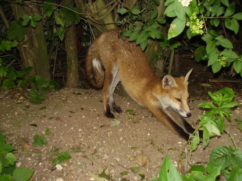 Fox cub stretch 1