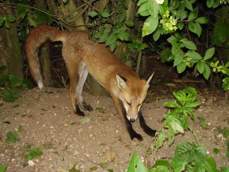 Fox cub stretch 2