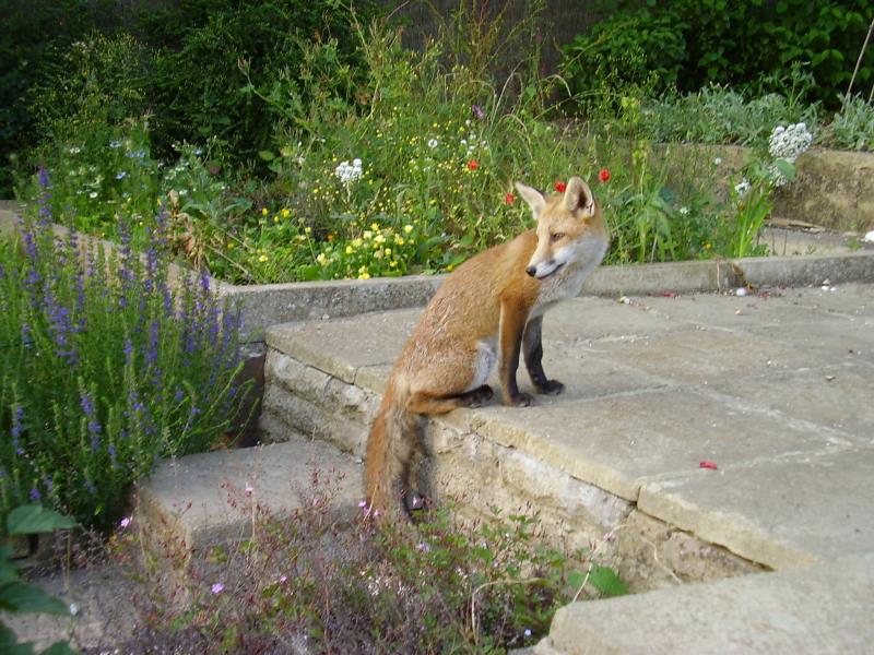 Fox cub look