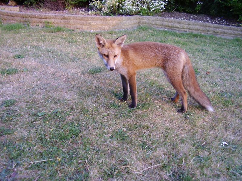 Fox cub on lawn