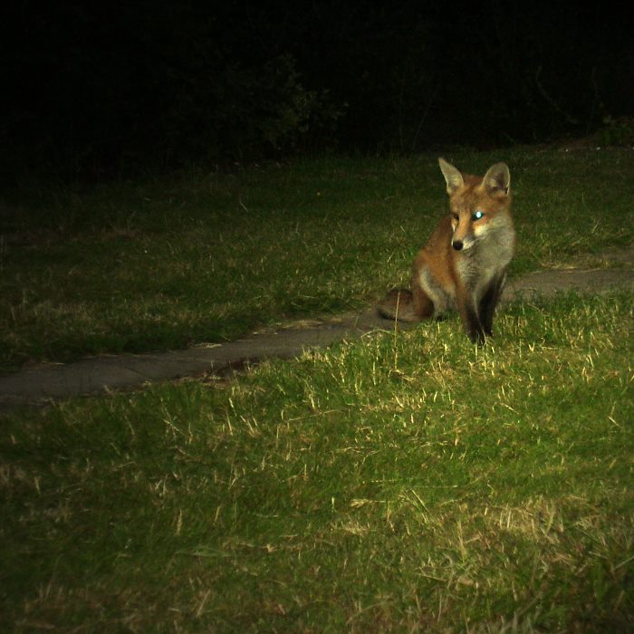 fox cub by lawn