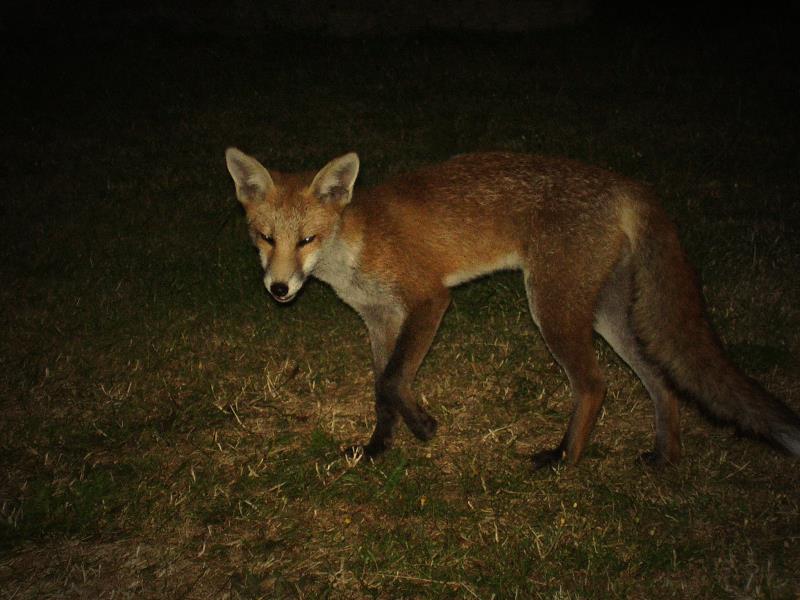 Fox cub at night