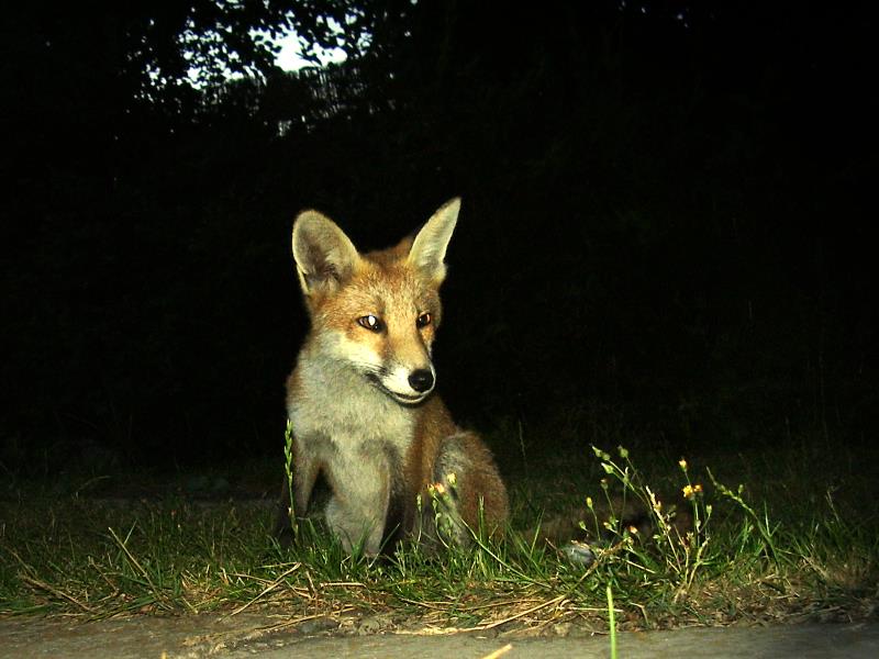 Fox cub sitting