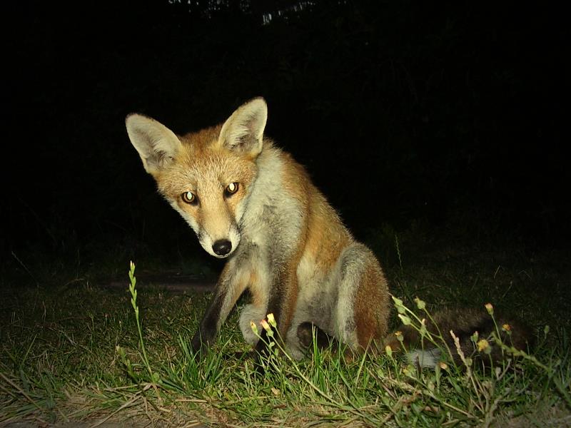 Fox cub sitting 2