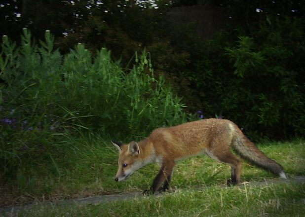 Fox Cub sniffs