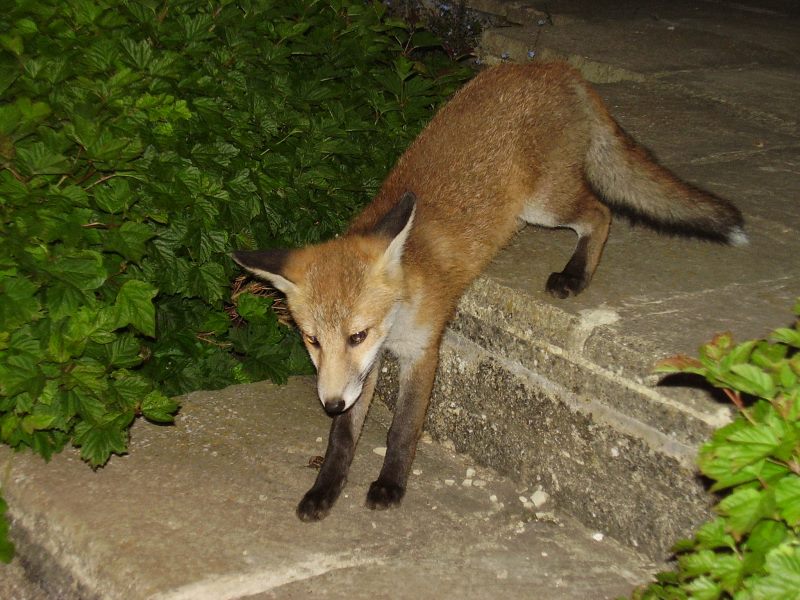 Fox Cub steps