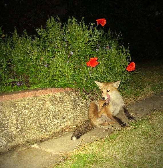 Fox Cub and poppies