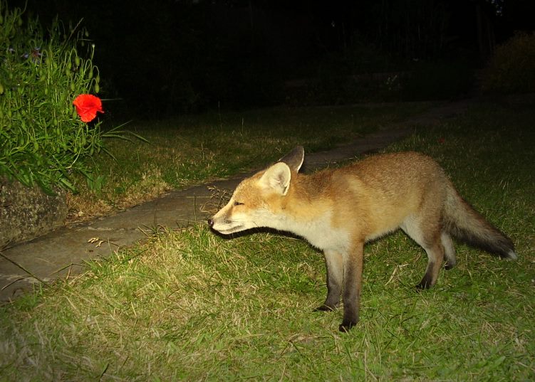 Fox Cub and poppy