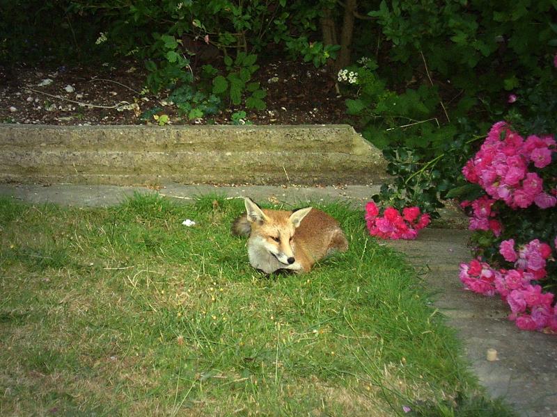 Fox cub on lawn