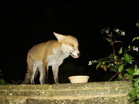 Fox cub