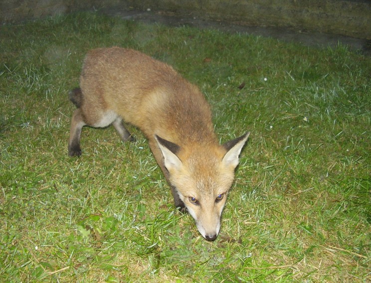 Fox Cub