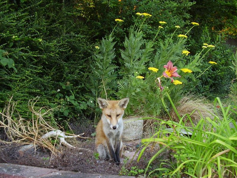 Fox cub sitting