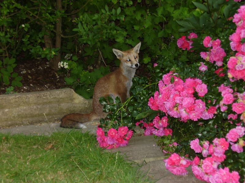 Fox cub and roses