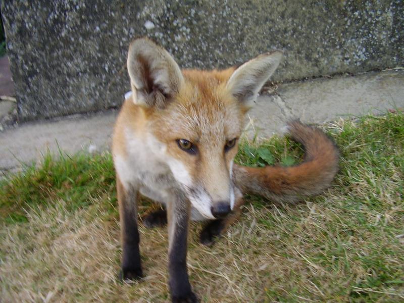 Fox cub