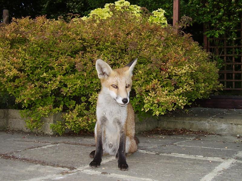 Fox cub on patio 3