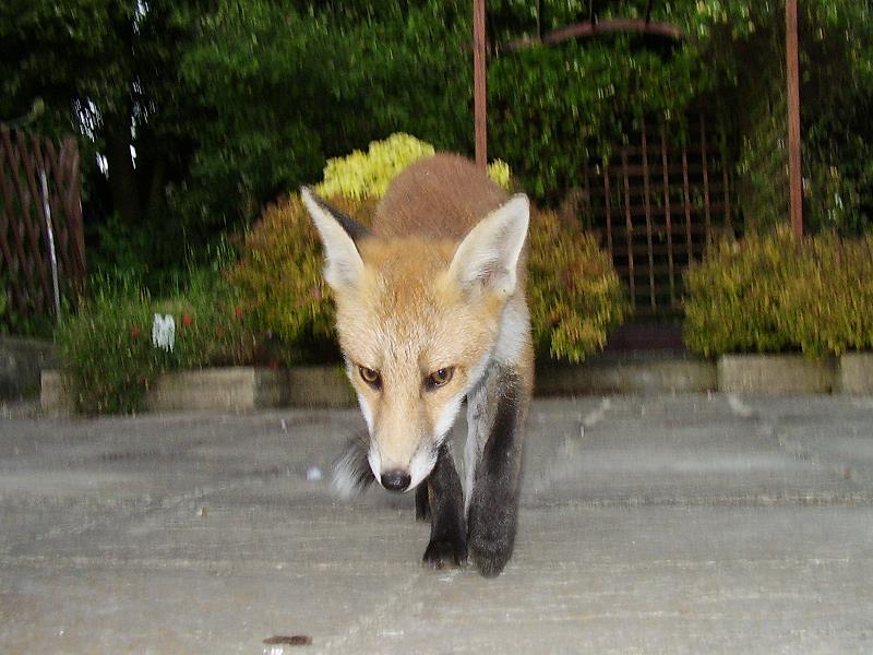 Fox cub on patio 4