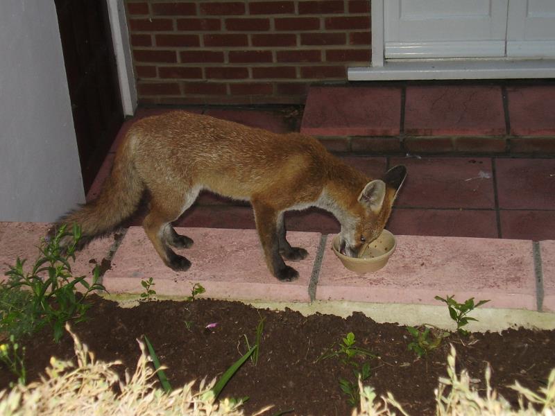 Fox cub eating heartily