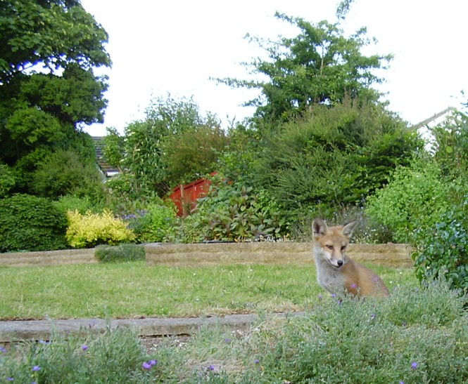 fox cub sitting