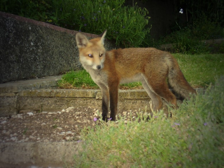 fox cub standing