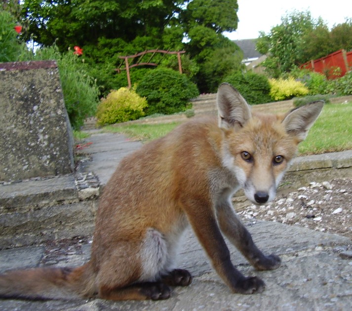 fox cub sitting