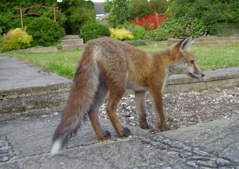 fox cub brush