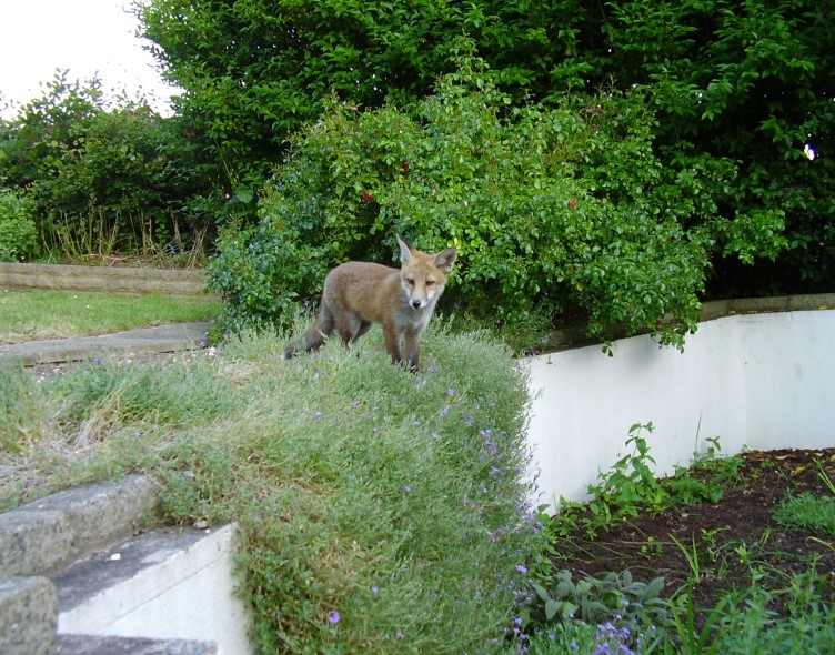 Fox Cub standing