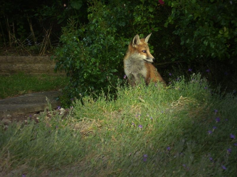 Fox Cub portrait 2