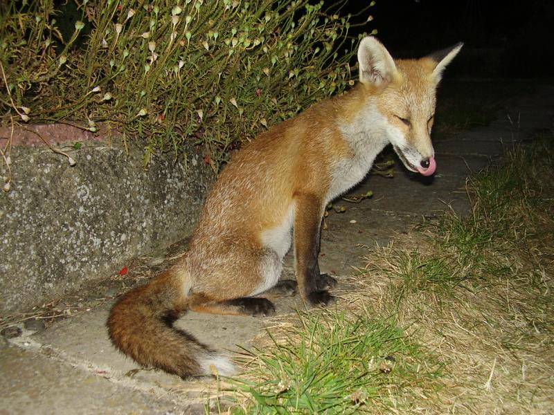 Fox cub licking lips