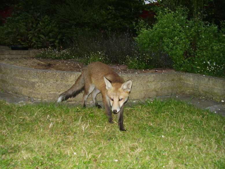 Fox Cub at night