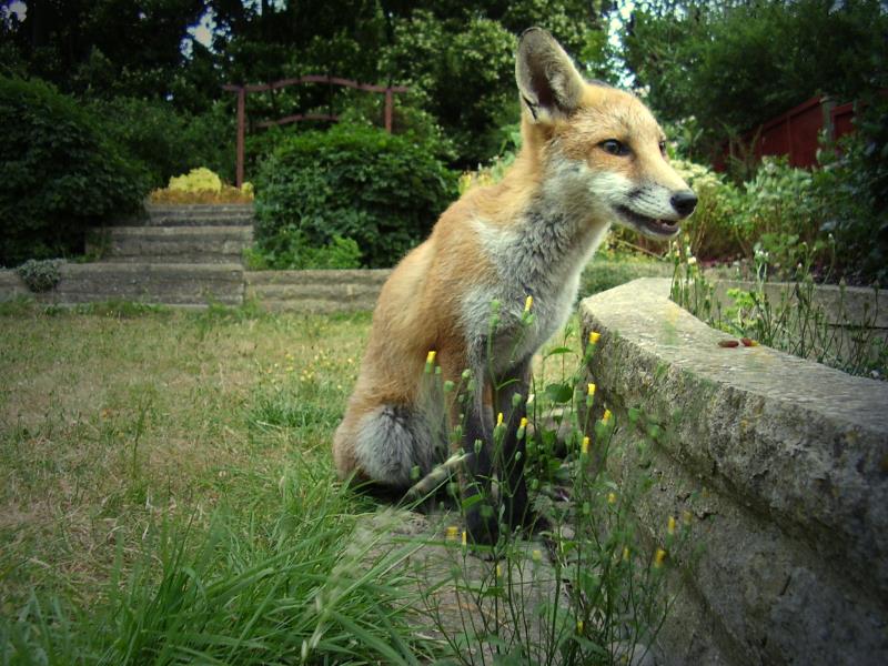 Fox cub sitting