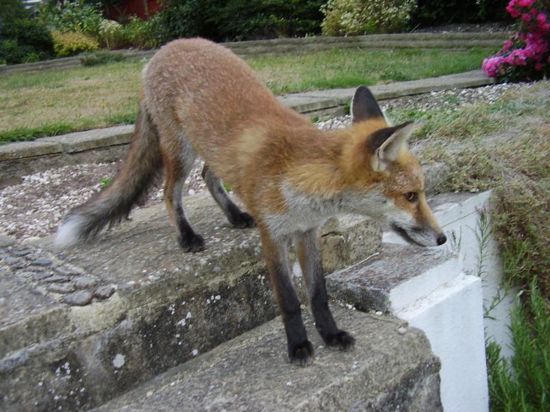 Fox cub on steps