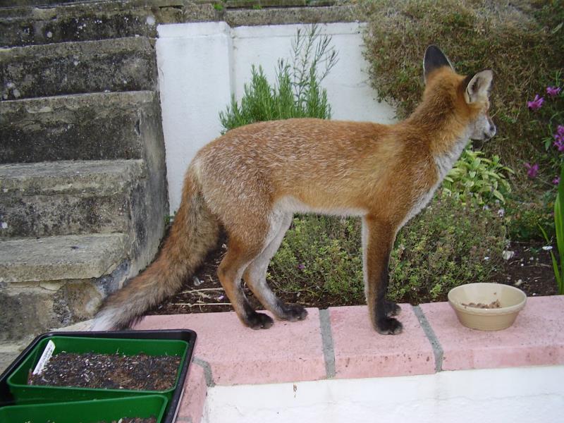 Fox cub at bowl