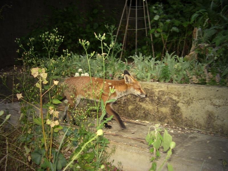 Fox cub walking