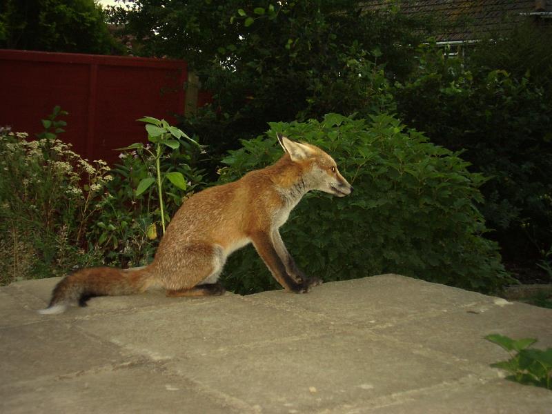 Fox cub on patio