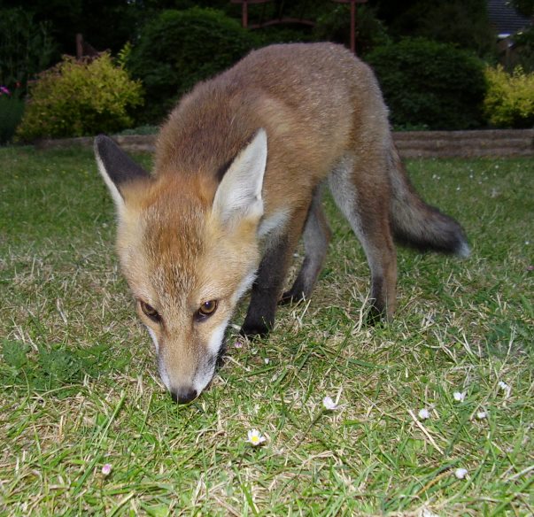 Fox Cub exploring