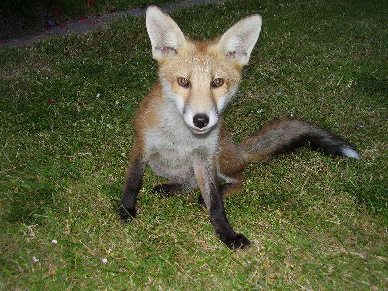 Fox Cub sitting
