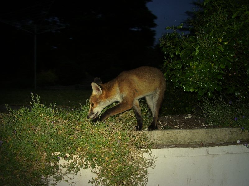 Fox Cub prowl